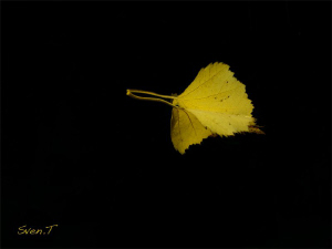 ...Fall, thanks Mitch for the nice dive and after dive! by Sven Tramaux 
